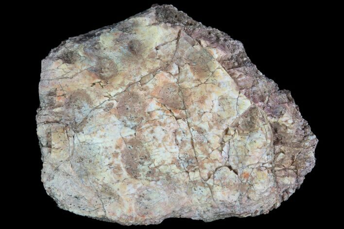 Partial Fossil Phytosaur Scute - Arizona #89958